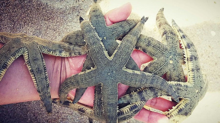Sand-sifting starfish — Archaster typicus reference; Astropecten spp. also traded