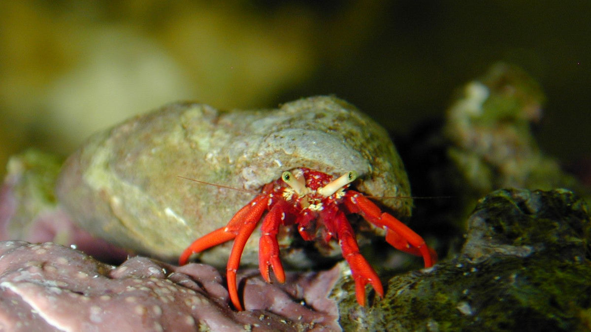 Scarlet reef hermit crab with bright red legs