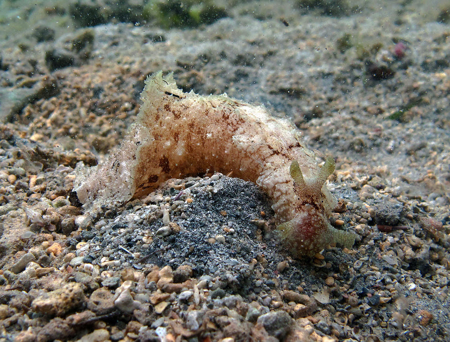 Wedge sea hare — Dolabella auricularia