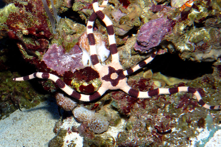 Banded serpent star — Ophiolepis superba