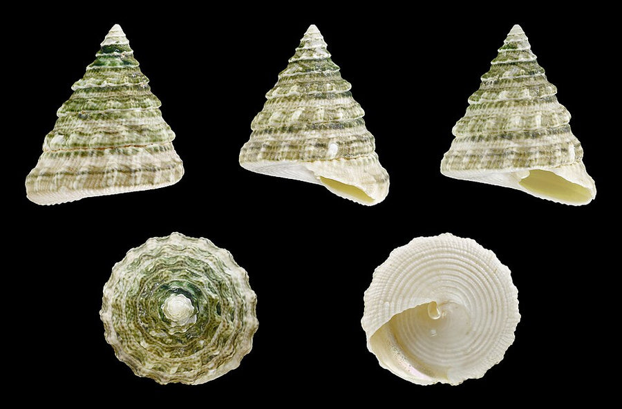 Chestnut / tectus snail — Tectus fenestratus