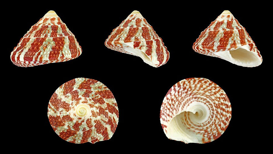 Banded trochus snail — Trochus spp.; Trochus radiatus reference