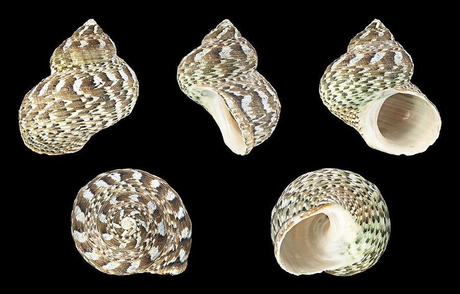 Turbo fluctuosus shell shown from several angles