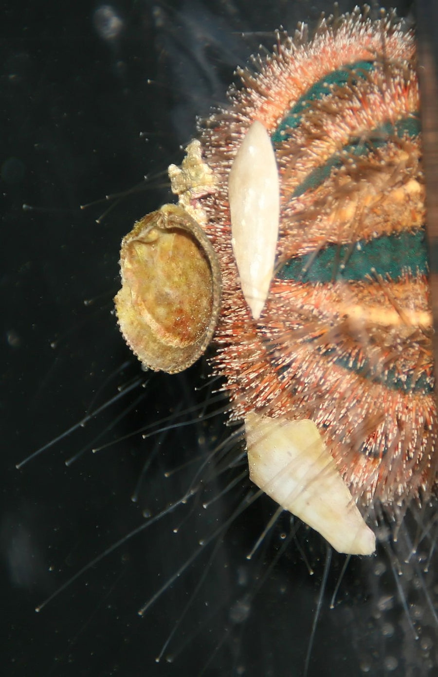 Tuxedo urchin — Mespilia globulus