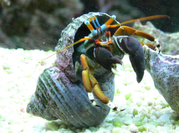 Dwarf zebra / left-handed hermit — Calcinus laevimanus