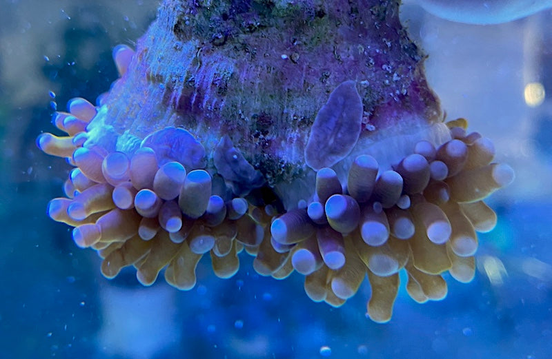 Flatworm beneath a torch coral head beside the flesh band, Reef Builders 2020