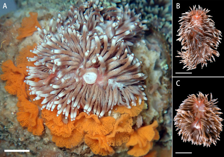 Adult Goniopora-eating nudibranch showing long cerata and rounded white hump, original scale bar retained