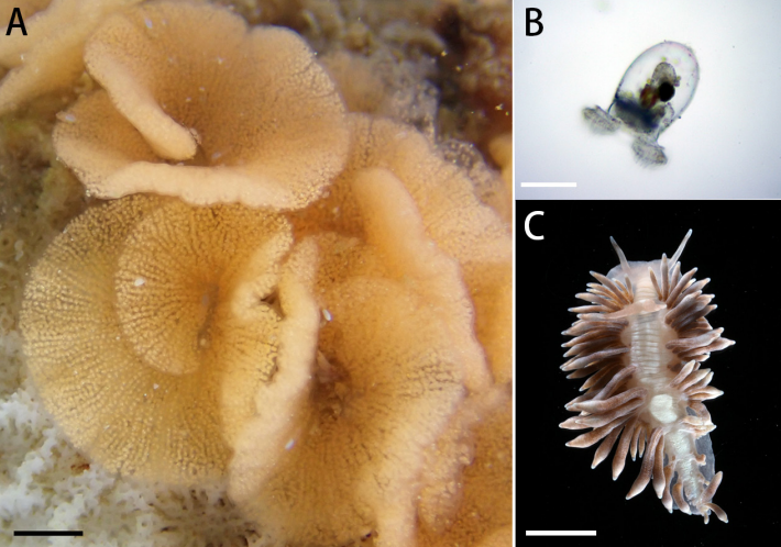 Crawling juvenile Phestilla goniophaga with under-developed cerata, original 5 mm scale retained