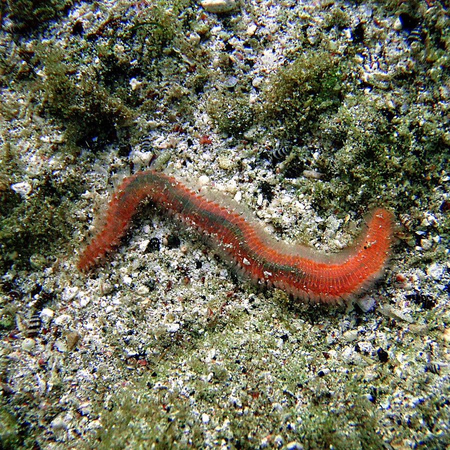 Eurythoe complanata: worm identification reference.