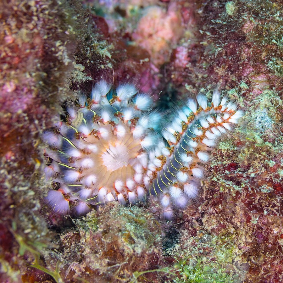 Hermodice carunculata: worm identification reference.