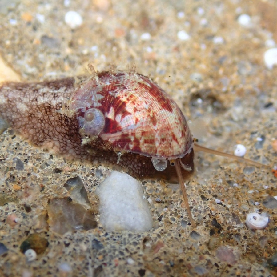 Stomatella impertusa: snail or mollusc identification reference.