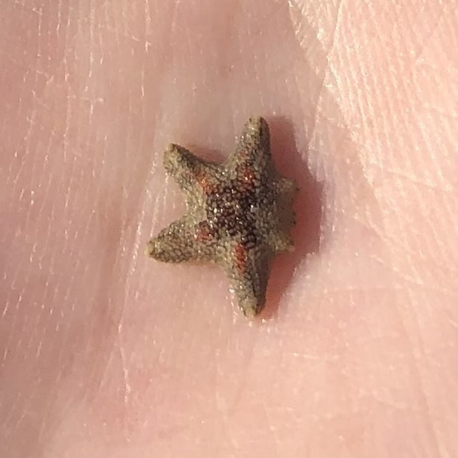 Aquilonastra burtoni: small star identification reference.
