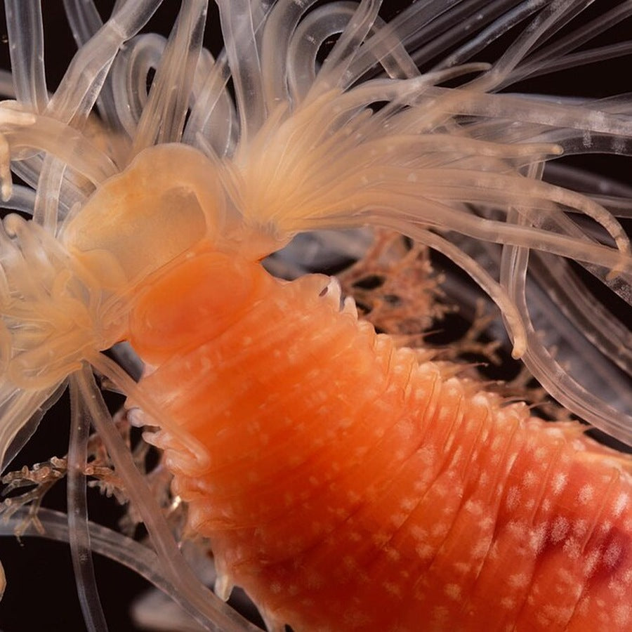 Eupolymnia nebulosa: worm identification reference.