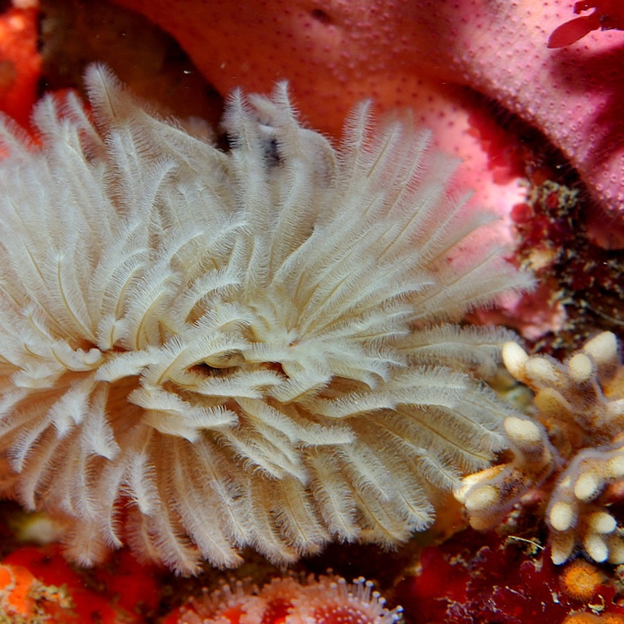A sabellid feather duster: worm identification reference.