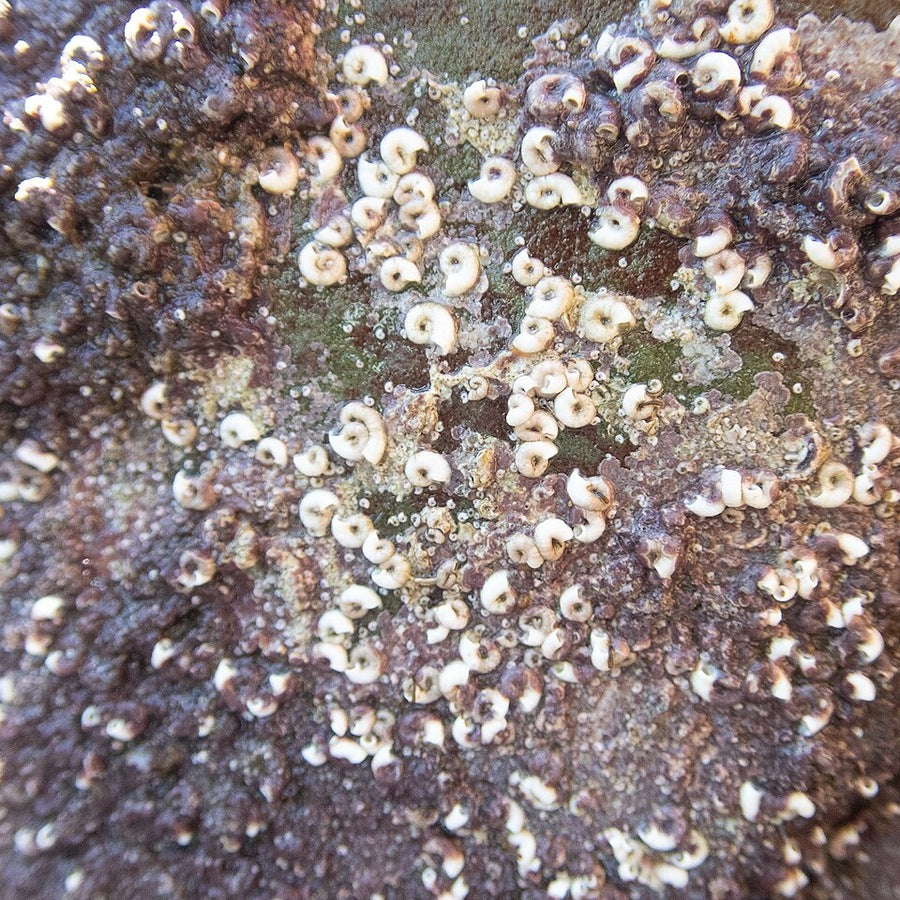 Spirorbis spirorbis: worm identification reference.