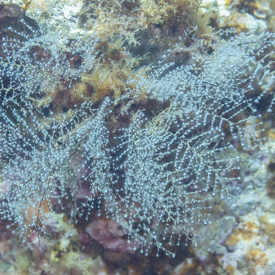 Pennaria disticha: tentacled animal reference.