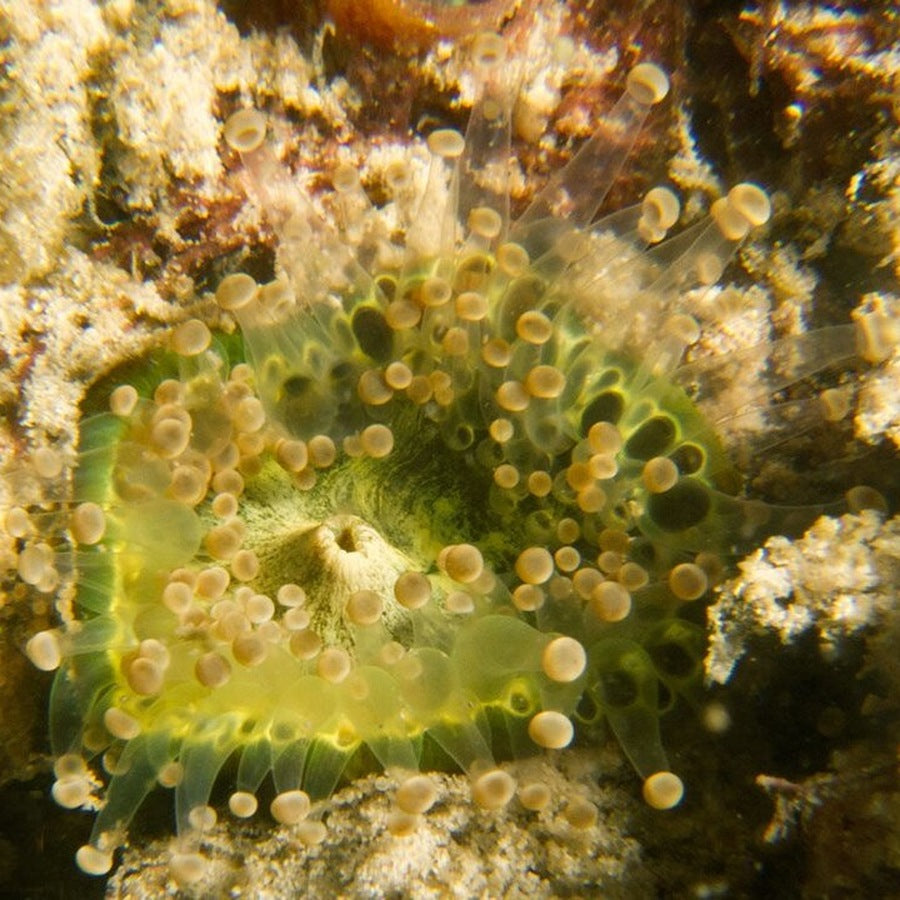 A ball-tipped corallimorph identified at source as Corynactis globulifera (formerly Pseudocorynactis globulifera). The photograph is a reference example.: tentacled animal reference.