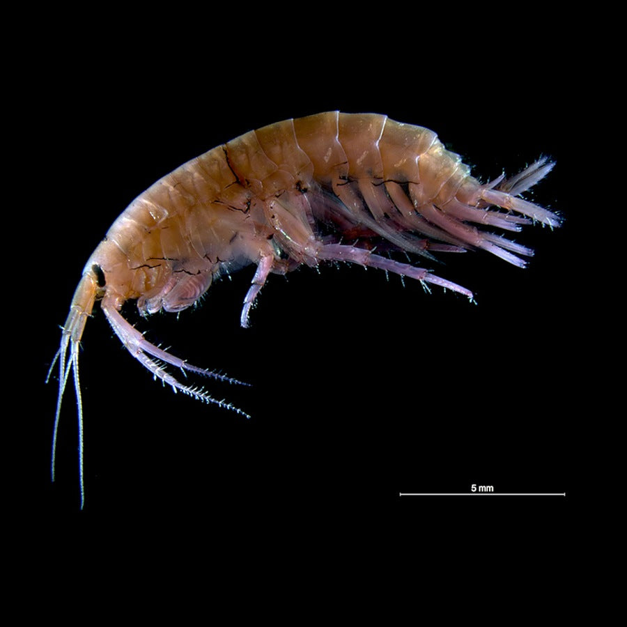 Gammarus locusta: crustacean identification reference.