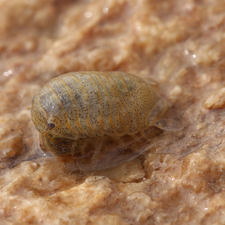 Sphaeroma serratum: crustacean identification reference.