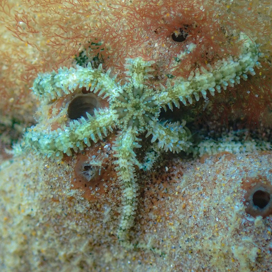 Ophiactis savignyi: small star identification reference.
