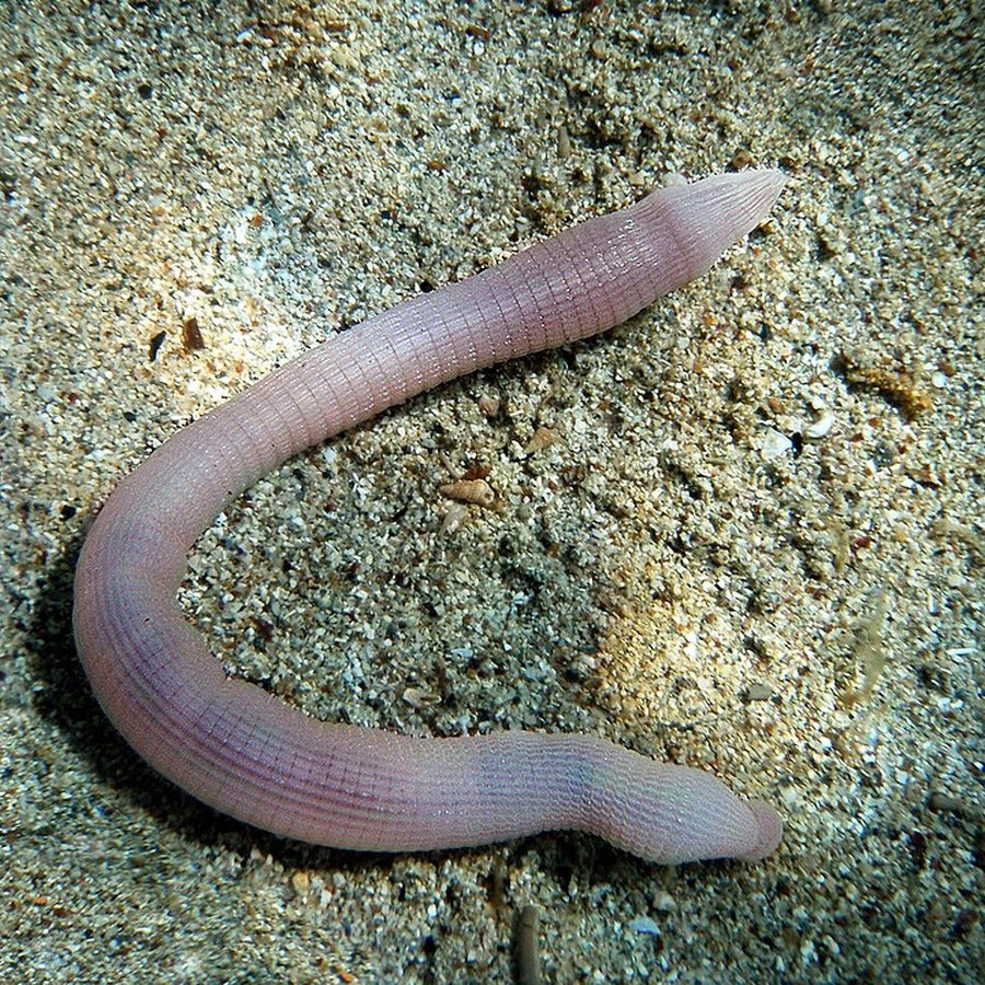 Sipunculus nudus: worm identification reference.