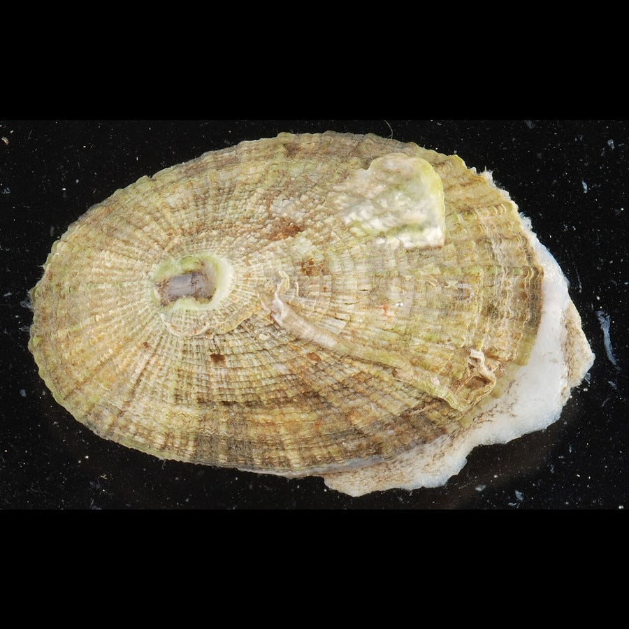 Diodora aspera: snail or mollusc identification reference.