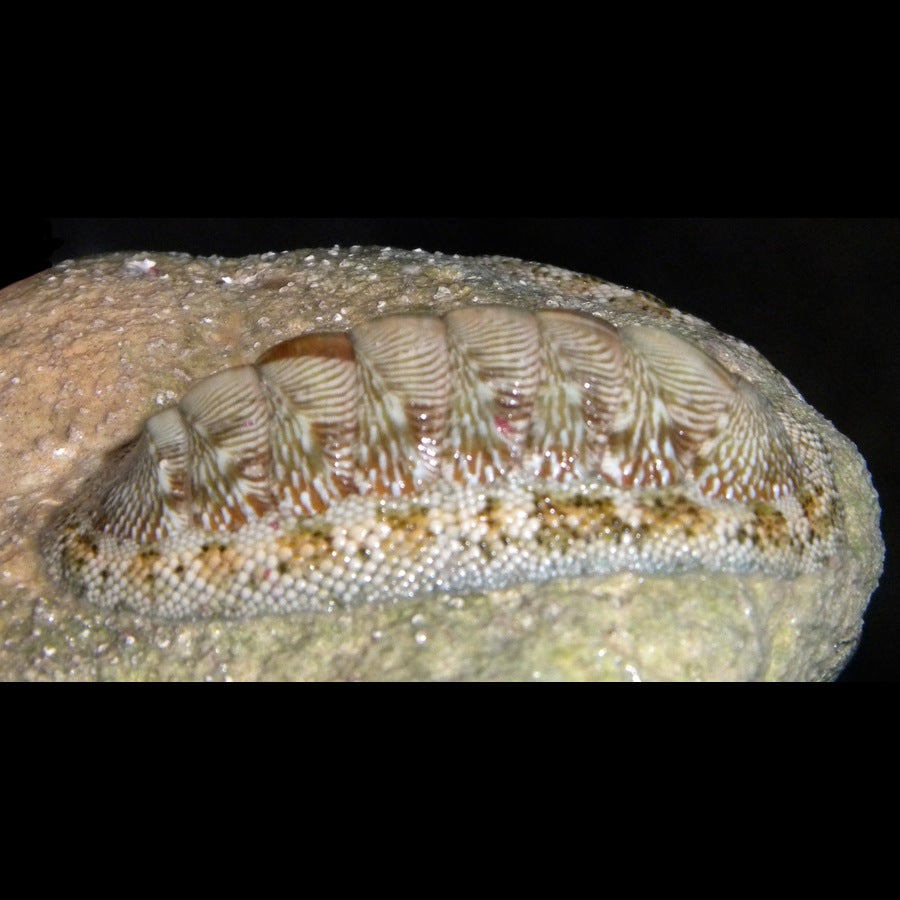 Chiton tuberculatus: snail or mollusc identification reference.