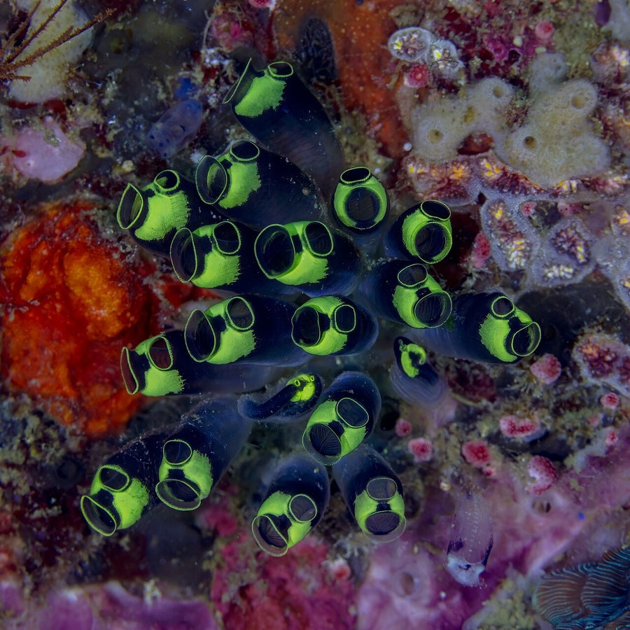 Clavelina robusta: attached filter-feeder reference.