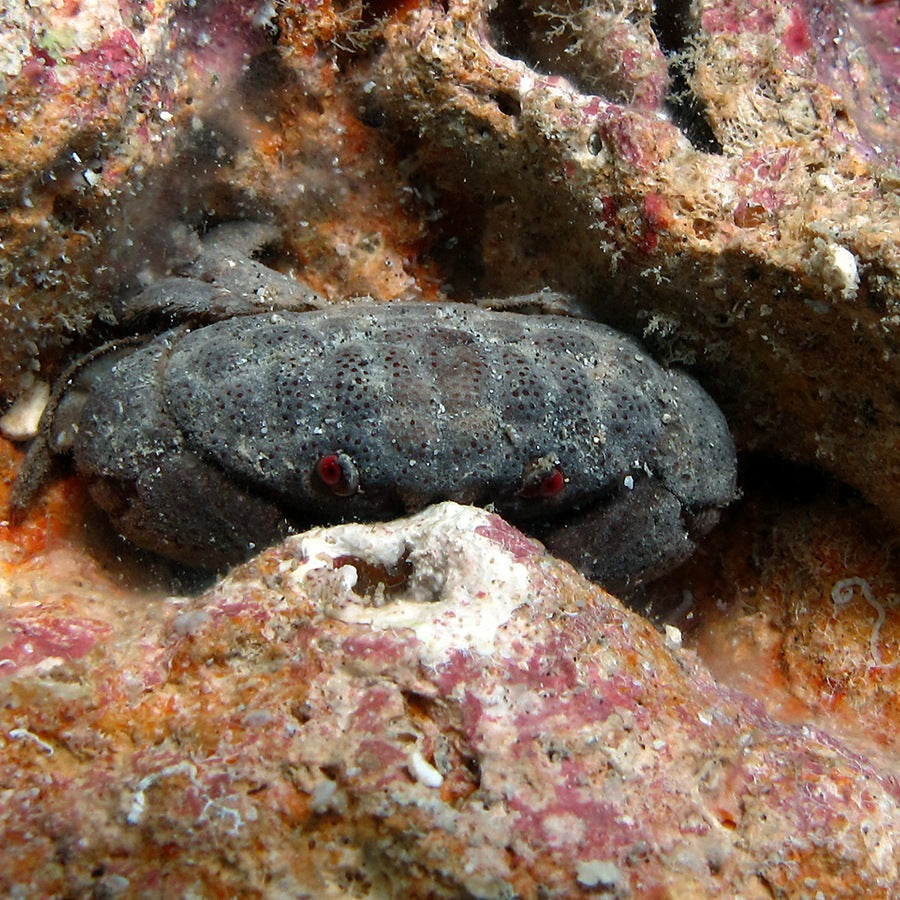 Actaeodes tomentosus: crustacean identification reference.
