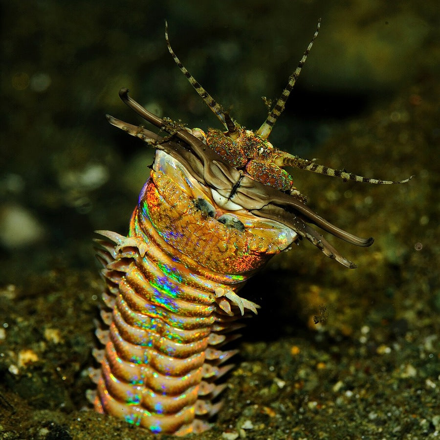Eunice aphroditois as labelled at source: worm identification reference.