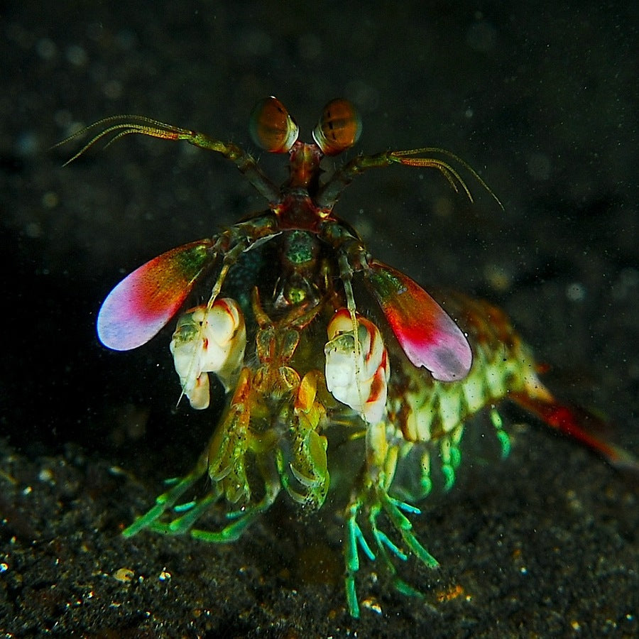 A smasher-type mantis shrimp photographed from the front. Colourful examples do not represent every hitchhiking species.: crustacean identification reference.