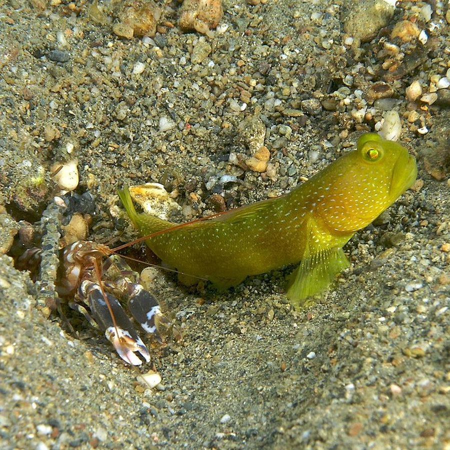 A snapping shrimp with a goby. Source title says Alpheus djiboutensis; the description says A. bellulus, so species is unresolved.: crustacean identification reference.