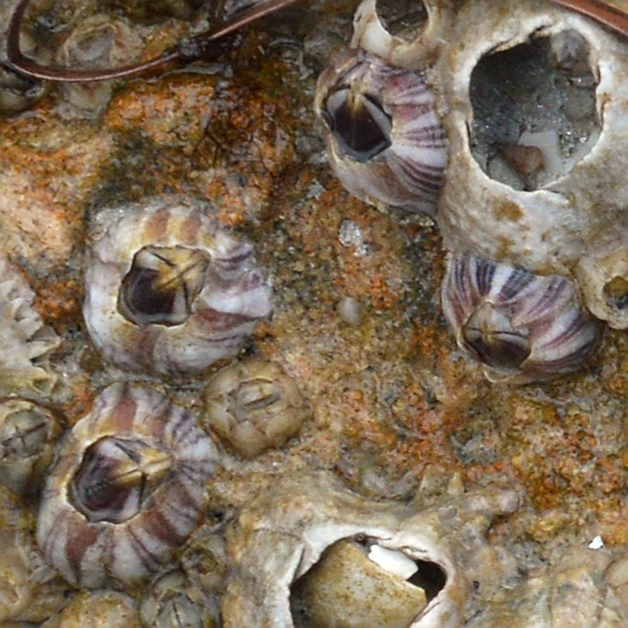 Amphibalanus amphitrite: crustacean identification reference.