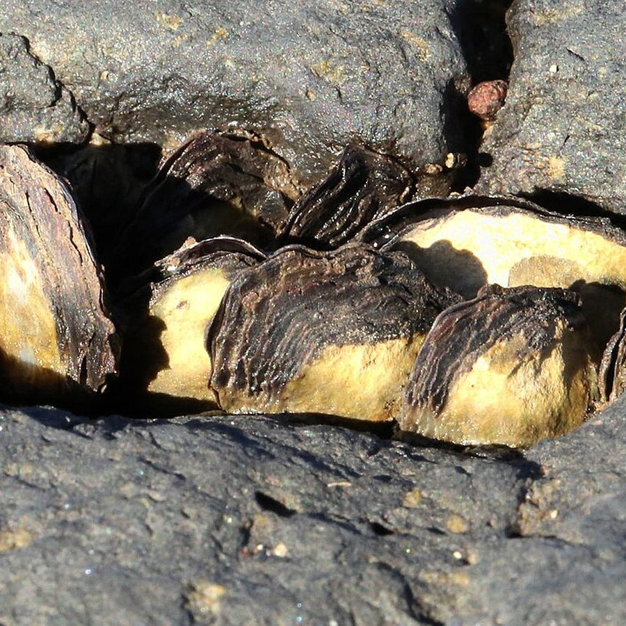 Isognomon californicum: marine invertebrate reference.