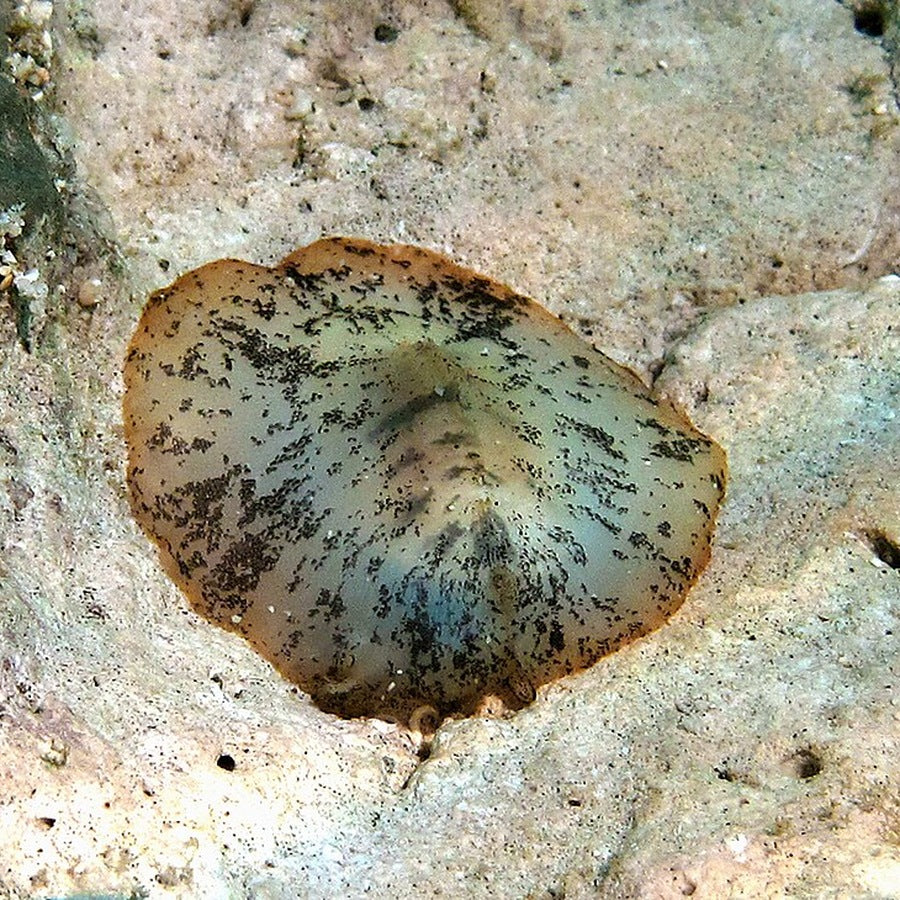 Scutus sinensis, identified at source: snail or mollusc identification reference.