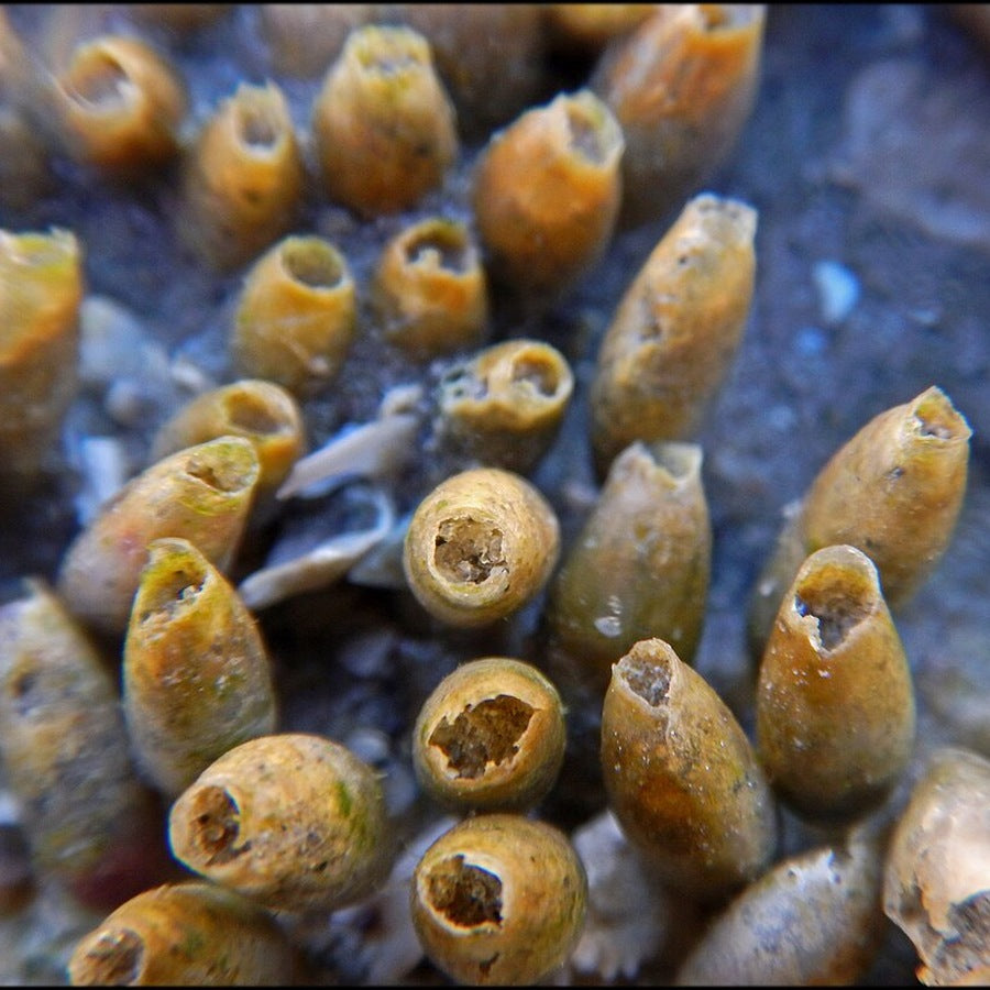 Nucella lapillus egg capsules: marine invertebrate reference.