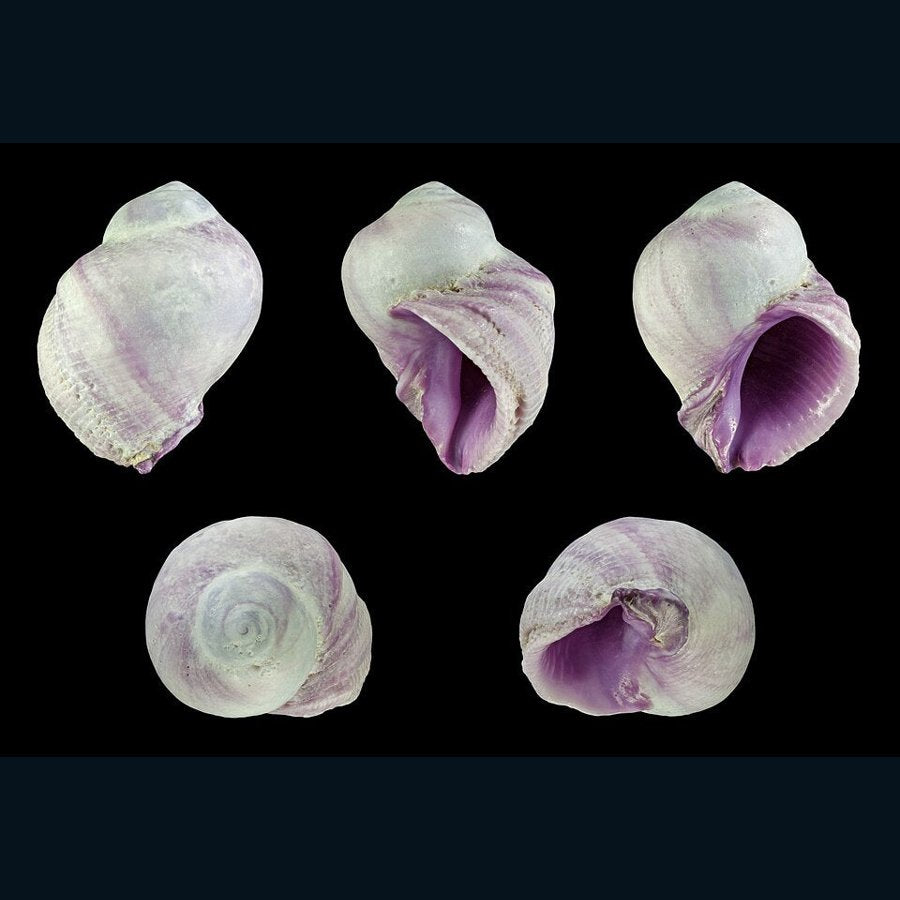 Coralliophila violacea shell in three views; shell reference, not a live aquarium specimen. H. Zell, CC BY-SA 3.0.