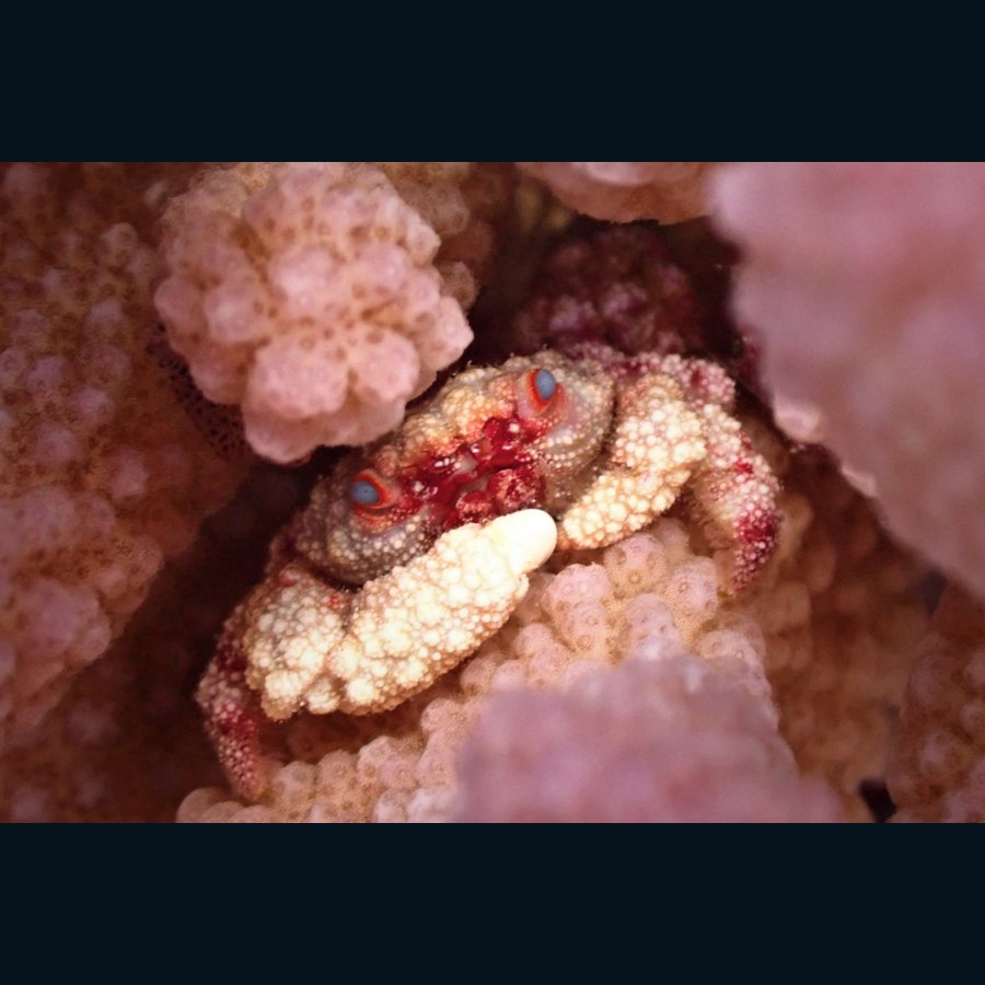 Blue-eyed Cymo quadrilobatus among coral branches. Photo NOAA, public domain.