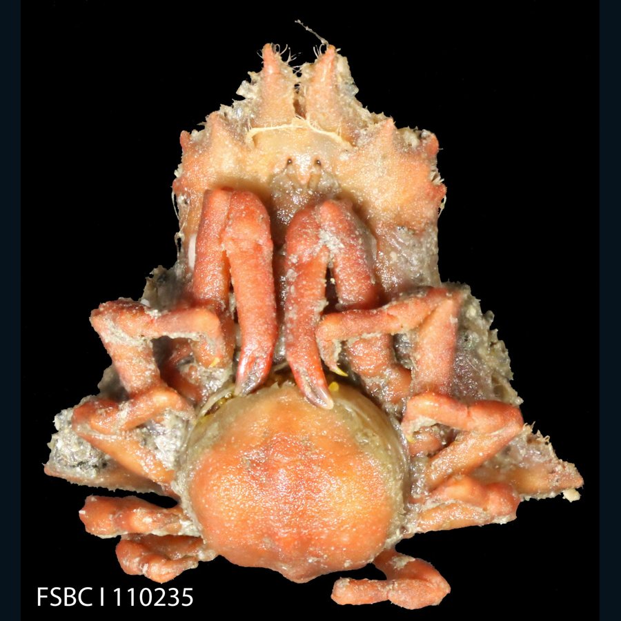 Macrocoeloma trispinosum decorator crab. Photo FWC Fish and Wildlife Research Institute, CC BY 2.0.