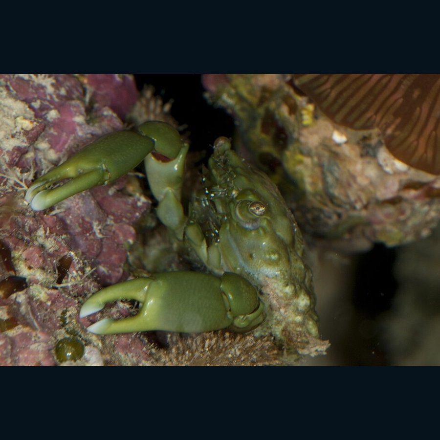 Green Mithraculus sculptus emerald crab. Photo Mark Loch, CC BY-SA 2.0.