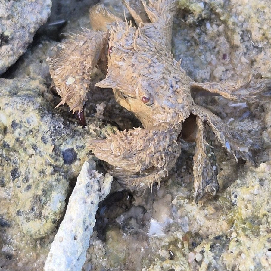 Hairy Pilumnus vespertilio, an example of a gorilla-type crab; photo karliatje, CC BY 4.0.