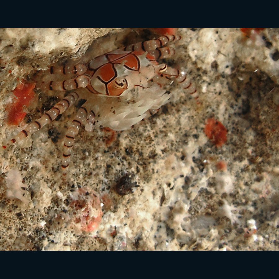 Lybia tessellata carrying tiny anemones in its claws. Photo Philippe Boujon, CC BY-SA 3.0.