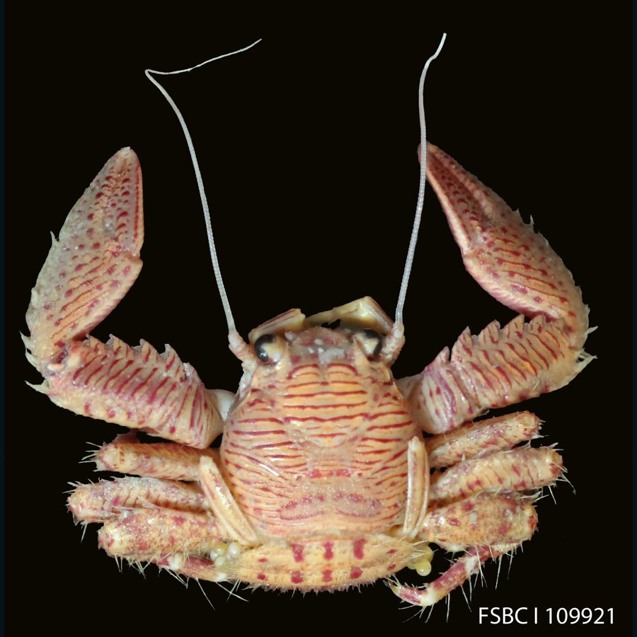 Petrolisthes galathinus porcelain crab. Photo FWC Fish and Wildlife Research Institute, CC BY 2.0.