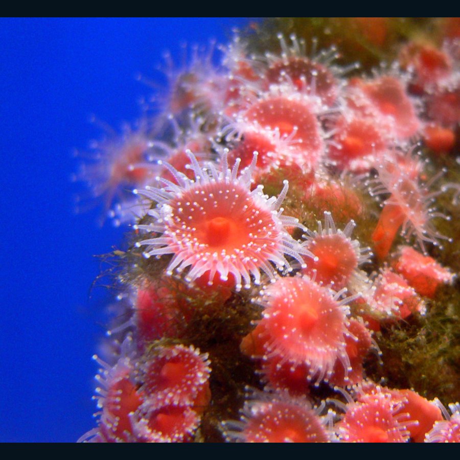Corynactis californica strawberry anemones; a temperate species reference. Stan Shebs, CC BY-SA 3.0.