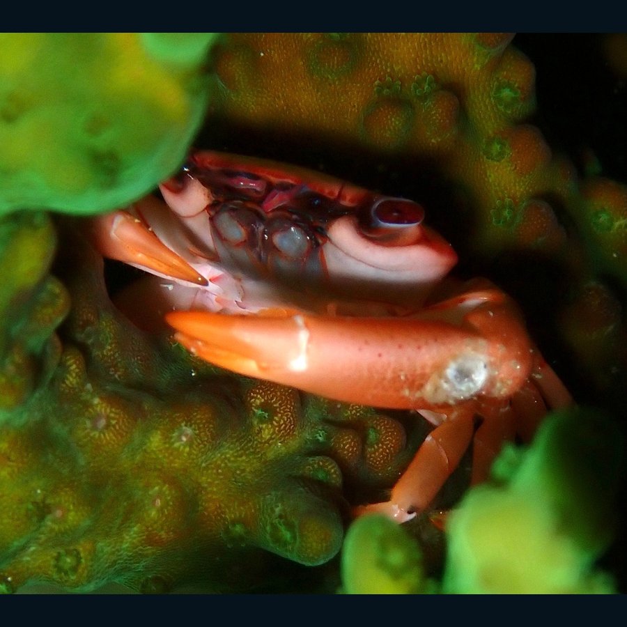 Tetralia cavimana, Acropora guard crab. Photo jeanpaulboerekamps, CC0.