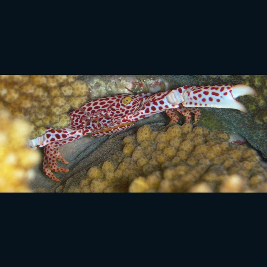 Trapezia tigrina, a spotted coral guard crab. Photo Steve Childs, CC BY 2.0.