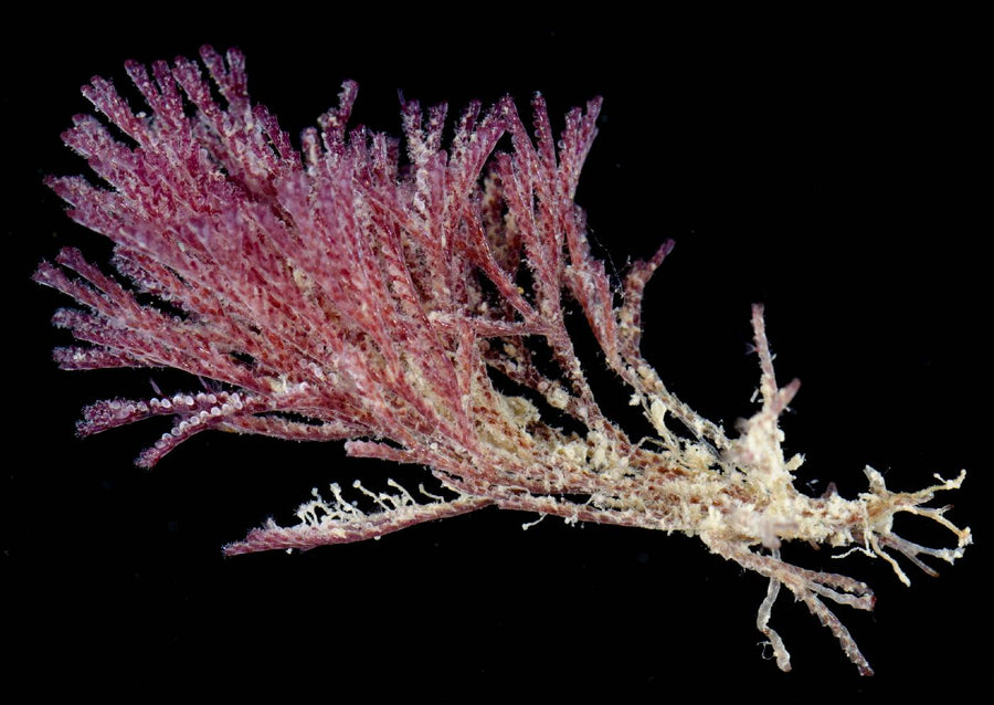 Bugula neritina colony: one branching bryozoan form. Encrusting species can look very different.
