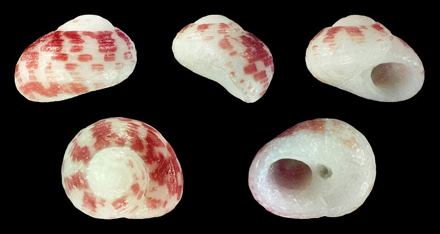Collonista granulosa shell, 4.1 mm in diameter, photographed from a collection; shape reference rather than a living aquarium specimen.