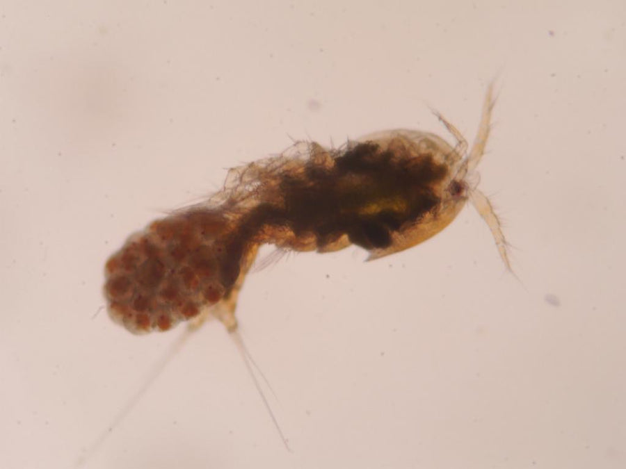 Magnified female Tigriopus sp., possibly T. japonicus, carrying eggs; one harpacticoid example.