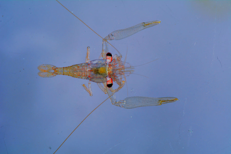 Museum specimen reference of Coralliocaris sandyi; preserved appearance is not a live colour guide.